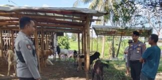 Jelang Idul Adha, Polsek Ampenan Intensifkan Patroli di Lokasi Penjualan Hewan Kurban