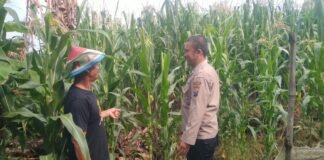 Polsek Ngimbang gelar pengecekan ke Sawah Pada Perkembangan Tanaman Jagung Program P2B di Desa Lamongrejo