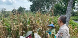 Polsek Ngimbang gelar pengecekan Dan Pemanenan Tanaman Jagung Program P2B di Desa Tlemang