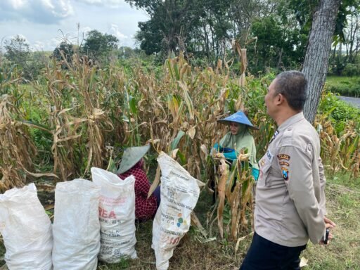 Polsek Ngimbang gelar pengecekan Dan Pemanenan Tanaman Jagung Program P2B di Desa Tlemang
