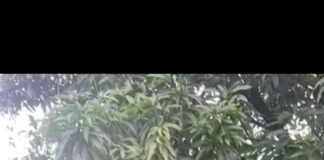 Gerak Cepat Polres Gresik Ringkus Pencuri HP di Manyar, Gasak 4 Ponsel Saat Pesta Ulang Tahun