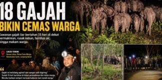 18 Gajah Liar Kepung Permukiman di Suoh Selama 2 Pekan, Warga Mulai Ketakutan!
