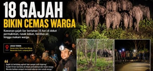 18 Gajah Liar Kepung Permukiman di Suoh Selama 2 Pekan, Warga Mulai Ketakutan!