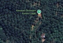 *60% HUTAN MUKOMUKO BERUBAH JADI SAWIT: LP.K-P-K BAWA MASALAH INI KE DPR BERSEMPIL DENGAN KASUS SULBAR*