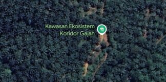 *60% HUTAN MUKOMUKO BERUBAH JADI SAWIT: LP.K-P-K BAWA MASALAH INI KE DPR BERSEMPIL DENGAN KASUS SULBAR*