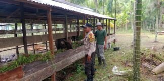 Jaga Ketahanan Pagan Nasional Polsek Merbau Sembang Peternak Sapi