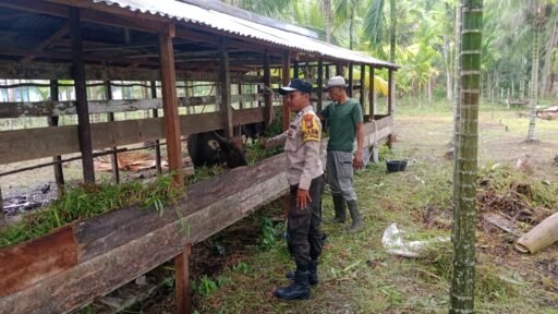 Jaga Ketahanan Pagan Nasional Polsek Merbau Sembang Peternak Sapi