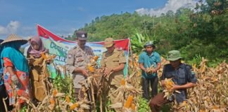Panen Jagung di Semende, Bukti Semangat Warga dan Polisi Jaga Ketahanan Pangan