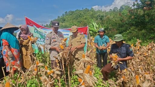 Panen Jagung di Semende, Bukti Semangat Warga dan Polisi Jaga Ketahanan Pangan