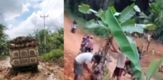 Warga Lakukan Aksi Tanam Pohon Pisang di Tengah Badan Jalan Sebagai Bentuk Protes