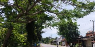Polsek Ngimbang Gelar Patroli Dan Pengecekan Antisipasi Pohon Tumbang di Daerah Rawan Bencana