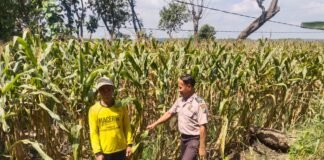 Polsek Ngimbang gelar pengecekan Dan Pemanenan Tanaman Jagung Program P2B di Desa Tlemang