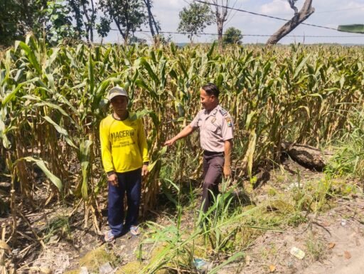 Polsek Ngimbang gelar pengecekan Dan Pemanenan Tanaman Jagung Program P2B di Desa Tlemang