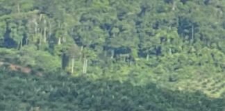 PENERTIBAN KAWASAN HUTAN DI MUKOMUKO DINILAI TUMPUL KE ATAS; LP KPK TEGUR SATGAS PKH