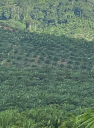 PENERTIBAN KAWASAN HUTAN DI MUKOMUKO DINILAI TUMPUL KE ATAS; LP KPK TEGUR SATGAS PKH