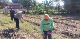Polsek Ngimbang gelar pengecekan ke Sawah Pada Penanaman Jagung Program P2B di Desa Sendangrejo