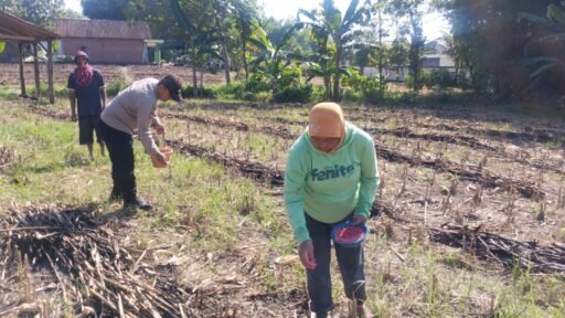 Polsek Ngimbang gelar pengecekan ke Sawah Pada Penanaman Jagung Program P2B di Desa Sendangrejo
