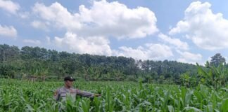 Polsek Ngimbang gelar pengecekan ke Sawah Pada Perkembangan Tanaman Jagung Program P2B di Desa Sendangrejo