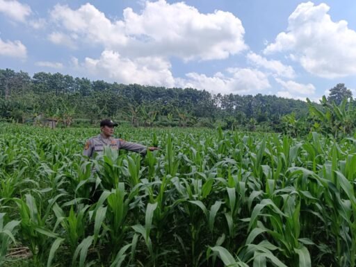 Polsek Ngimbang gelar pengecekan ke Sawah Pada Perkembangan Tanaman Jagung Program P2B di Desa Sendangrejo