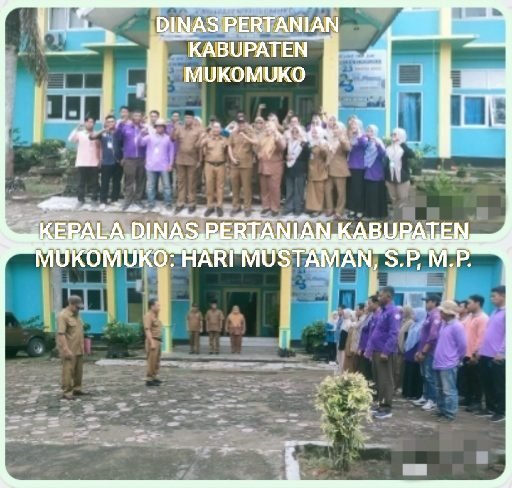 *DINAS PERTANIAN MUKOMUKO PERKETAT PENGAWASAN: PASTIKAN HEWAN QURBAN SEHAT, AMAN, DAN LAYAK KONSUMSI*
