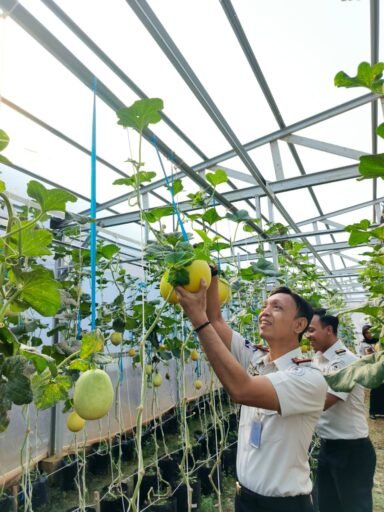 Panen Melon SAE, Rutan Kelas I Palembang Wujudkan Pembinaan Produktif dan Dukung Ketahanan Pangan