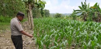 Polsek Ngimbang gelar pengecekan ke Sawah Pada Perkembangan Tanaman Jagung Program P2B di Desa Kakatpenjalin