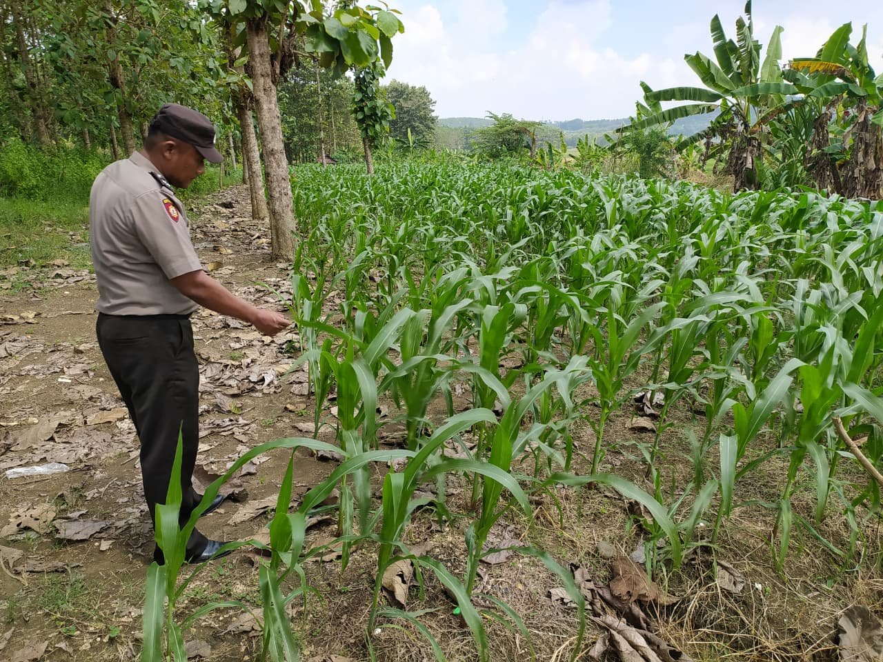 Polsek Ngimbang gelar pengecekan ke Sawah Pada Perkembangan Tanaman Jagung Program P2B di Desa Kakatpenjalin