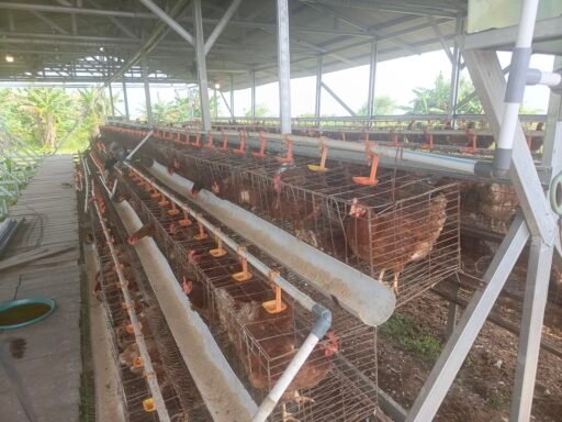 Bau Amis Kongkalikong di Kandang BUMDes Subang: Tabrak Aturan Lingkungan, Fasilitas Desa Dicatut Elit Lokal