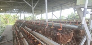 Kades Ciasem Baru Hindari Wartawan, 1.500 Ayam Program Ketahanan Pangan 2025 Diduga Hilang