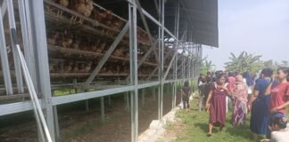 Skandal BUMDes Ciasem Baru: Kandang Dipindah Tanpa Izin, Ribuan Ayam Raib Misterius!
