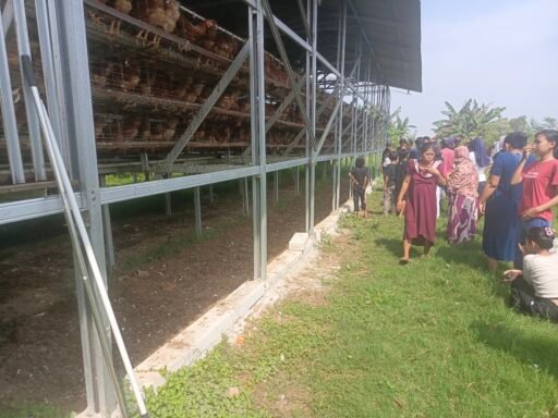 Skandal BUMDes Ciasem Baru: Kandang Dipindah Tanpa Izin, Ribuan Ayam Raib Misterius!