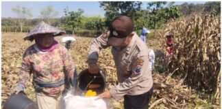 Polsek Ngimbang gelar pengecekan Dan Pemanenan Tanaman Jagung Program P2B di Desa Sendangrejo