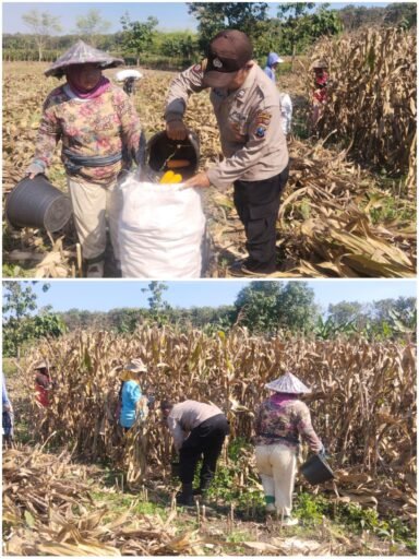 Polsek Ngimbang gelar pengecekan Dan Pemanenan Tanaman Jagung Program P2B di Desa Sendangrejo