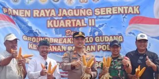 PANEN RAYA JAGUNG KUARTAL II SERENTAK POLSEK CIPARAY POLRESTA BANDUNG VIA DARING, KAMPUNG MADUR KEBUN BRE