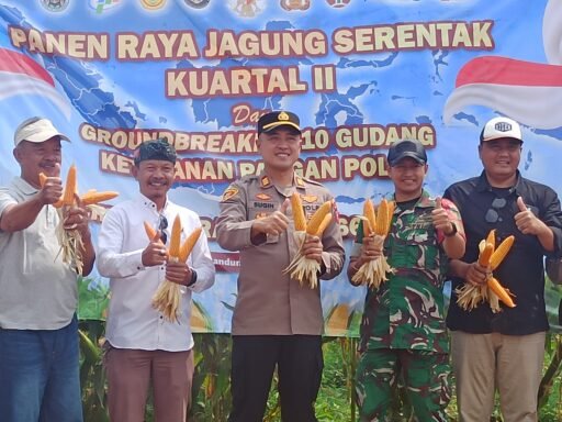 PANEN RAYA JAGUNG KUARTAL II SERENTAK POLSEK CIPARAY POLRESTA BANDUNG VIA DARING, KAMPUNG MADUR KEBUN BRE