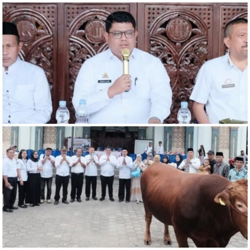 Momentum Perayaan Idul Adha 1447 H, Pemkab Toraja Utara Terima Sapi Qurban dari Presiden RI
