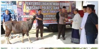 Maknai Hari Idul Adha 1447 H, Polres Tana Toraja Sembelih 4 Ekor Sapi