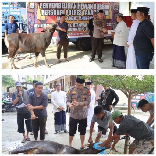 Maknai Hari Idul Adha 1447 H, Polres Tana Toraja Sembelih 4 Ekor Sapi