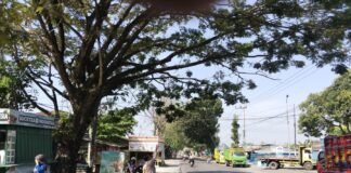 Polsek Ngimbang Gelar Patroli Dan Pengecekan Antisipasi Pohon Tumbang di Daerah Rawan Bencana