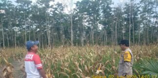 BHABINKAMTIBMAS POLSEK GELUMBANG CEK TANAMAN JAGUNG KETAHANAN PANGAN, SIAP PANEN DALAM WAKTU DEKAT