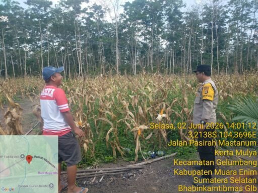BHABINKAMTIBMAS POLSEK GELUMBANG CEK TANAMAN JAGUNG KETAHANAN PANGAN, SIAP PANEN DALAM WAKTU DEKAT