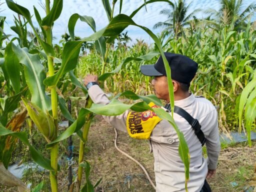 Polsek Merbau Aktif Dampingi Petani Jagung untuk Ketahanan Pangan Berkelanjutan Polsek Merbau Aktif Dampingi Petani Jagung untuk Ketahanan Pangan Berkelanjutan