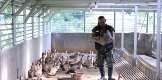 Bangun Ekonomi Lokal Berkelanjutan, PTBA Tingkatkan Kompetensi Kelompok Budidaya Itik Petelur