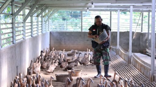 Bangun Ekonomi Lokal Berkelanjutan, PTBA Tingkatkan Kompetensi Kelompok Budidaya Itik Petelur Bangun Ekonomi Lokal Berkelanjutan, PTBA Tingkatkan Kompetensi Kelompok Budidaya Itik Petelur