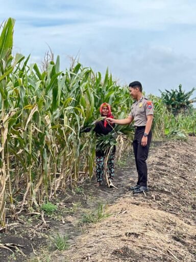 Polsek Babat Laksanakan Pengecekan Rutin Lahan Jagung Warga Desa Plaosan untuk Dukung Program P2B Nasional Polsek Babat Laksanakan Pengecekan Rutin Lahan Jagung Warga Desa Plaosan untuk Dukung Program P2B Nasional