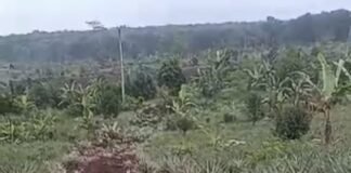 Proyek Pembibitan Tebu di Lahan PTPN Ciater Disorot, Diduga Tak Selaras Tata Ruang Subang