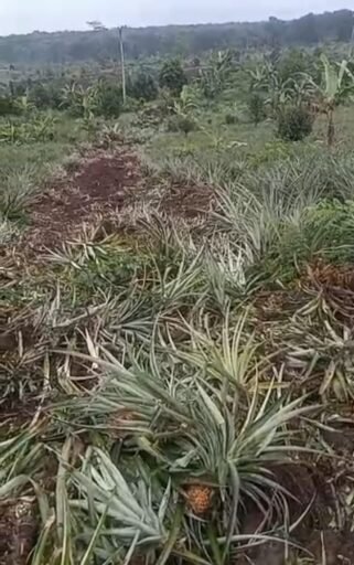 Proyek Pembibitan Tebu di Lahan PTPN Ciater Disorot, Diduga Tak Selaras Tata Ruang Subang Proyek Pembibitan Tebu di Lahan PTPN Ciater Disorot, Diduga Tak Selaras Tata Ruang Subang