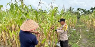 Polisi Turun ke Lahan, Pastikan Program Ketahanan Pangan Nasional Berjalan di Merbau
