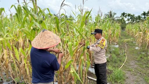 Polisi Turun ke Lahan, Pastikan Program Ketahanan Pangan Nasional Berjalan di Merbau Polisi Turun ke Lahan, Pastikan Program Ketahanan Pangan Nasional Berjalan di Merbau