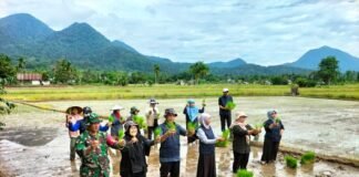 Babinsa Pajintan Bantu Petani Tanam Padi Perdana, Wujud Nyata Dukungan Ketahanan Pangan di Kota Singkawang.